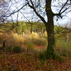 vergessen im Baum