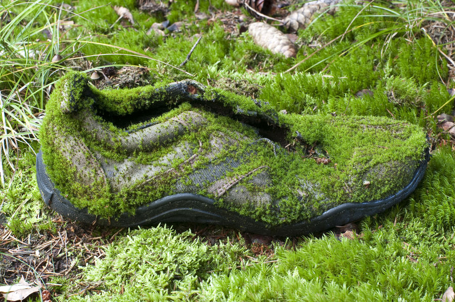 Vergessen im Wald