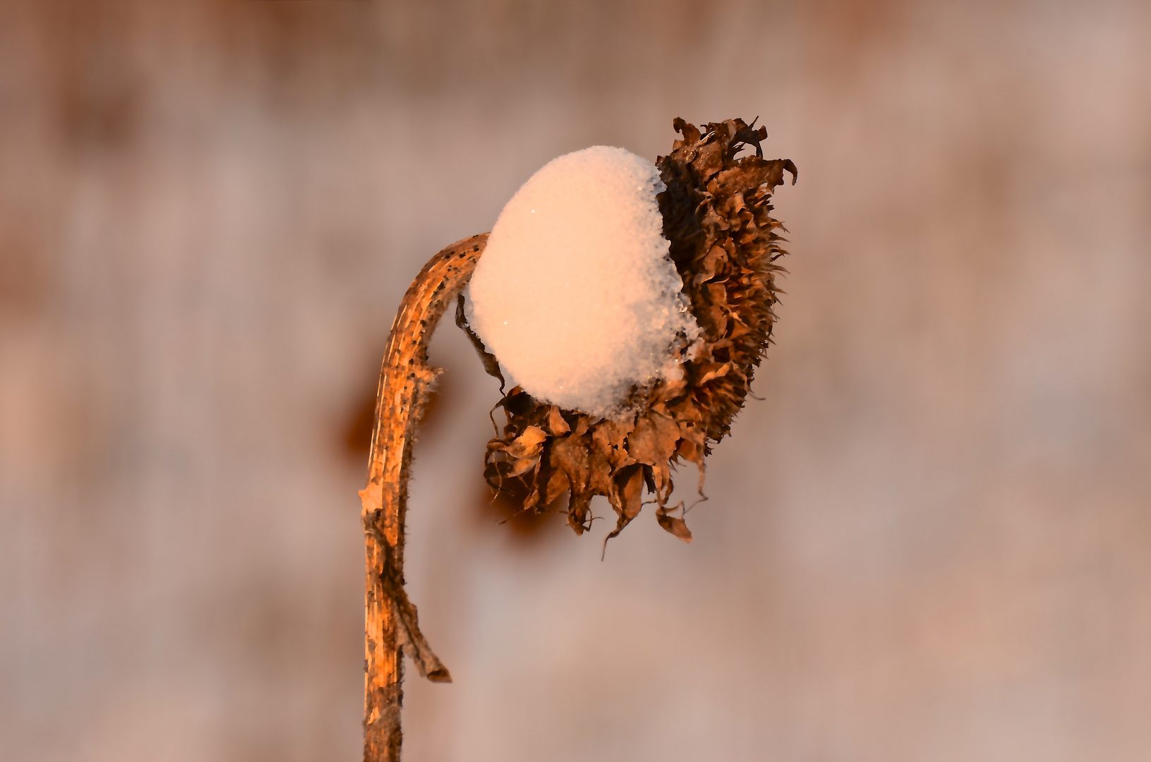 Vergessen und verlassen: Sonnenblume im Winter