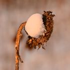 Vergessen und verlassen: Sonnenblume im Winter