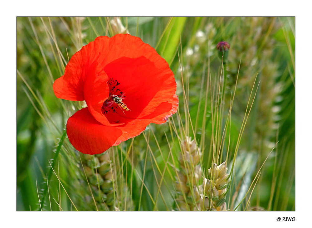 Vergessen wir den Eisregen und schauen den schönen Mohn an............