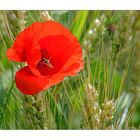 Vergessen wir den Eisregen und schauen den schönen Mohn an............