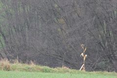 vergessen worden oder standhaft geblieben?