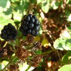 Vergessene Brombeeren...