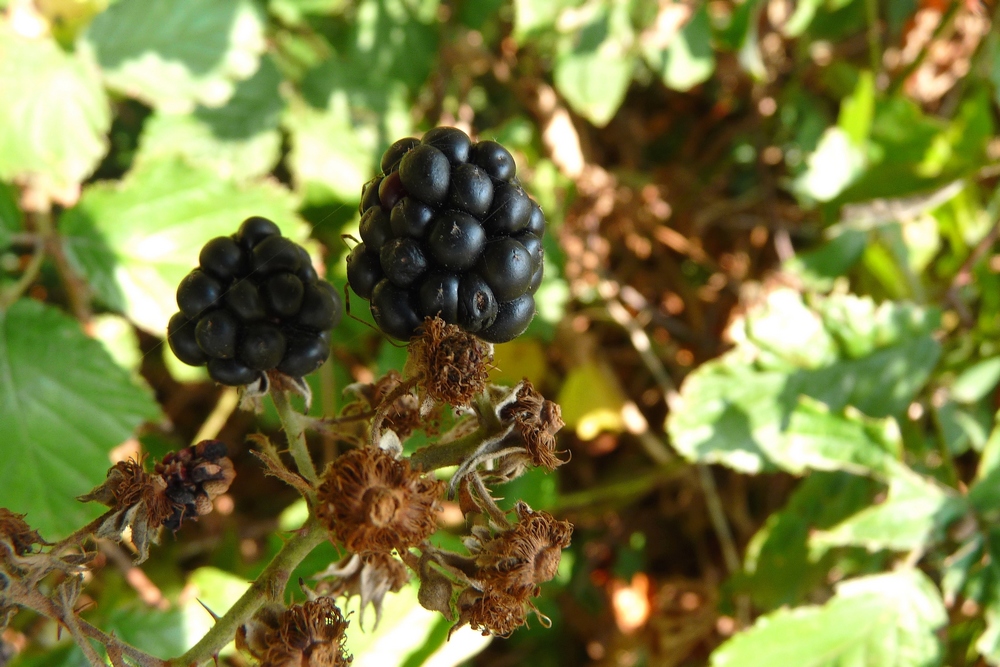 Vergessene Brombeeren...