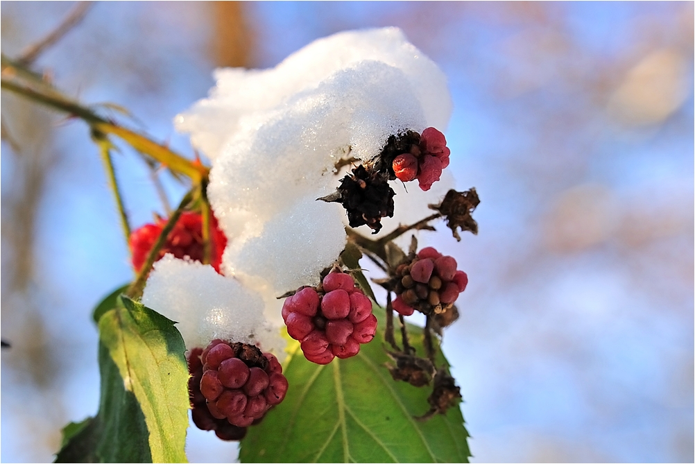 Vergessene Brombeeren