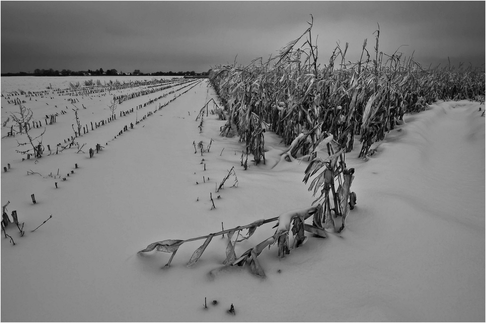 Vergessene Ernte