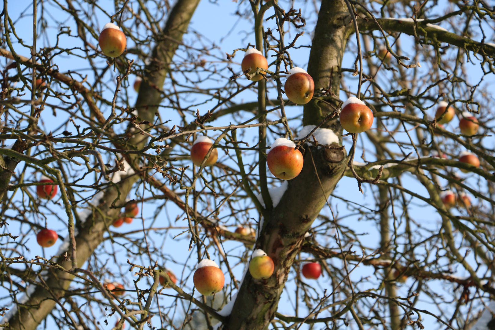 vergessene Frucht