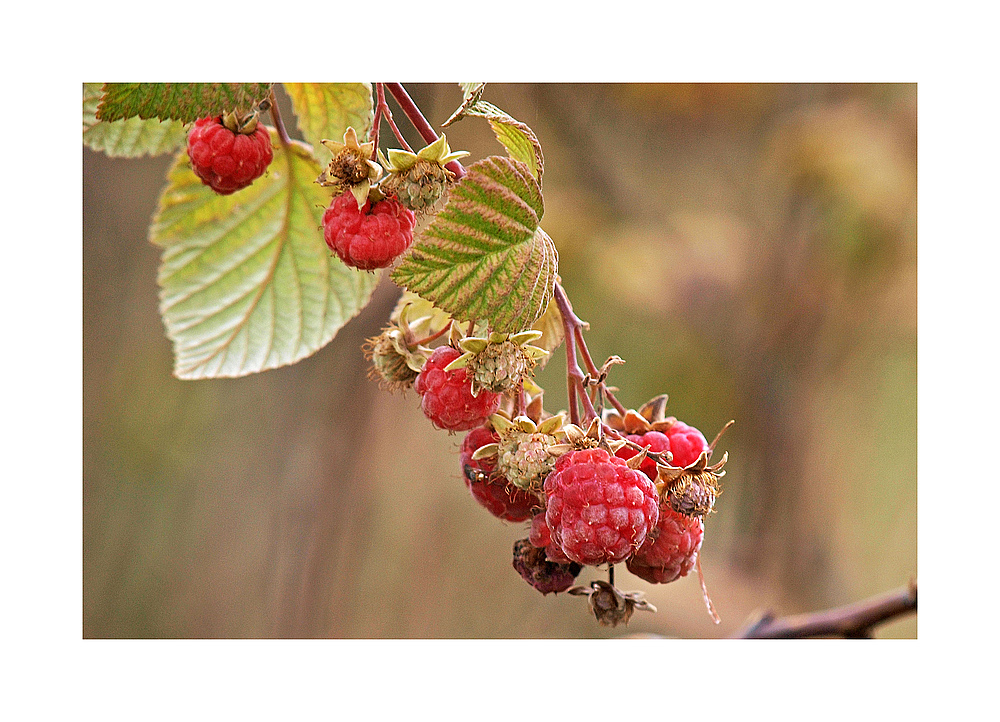 vergessene himbeeren...