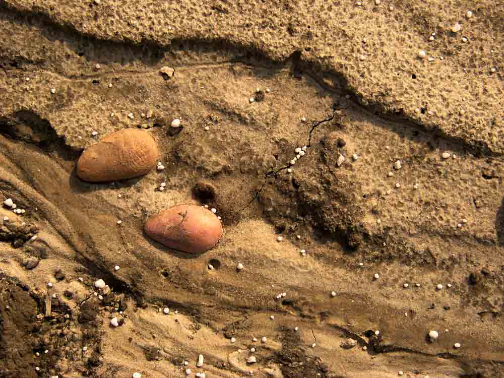 vergessene Kartoffeln auf Regenacker