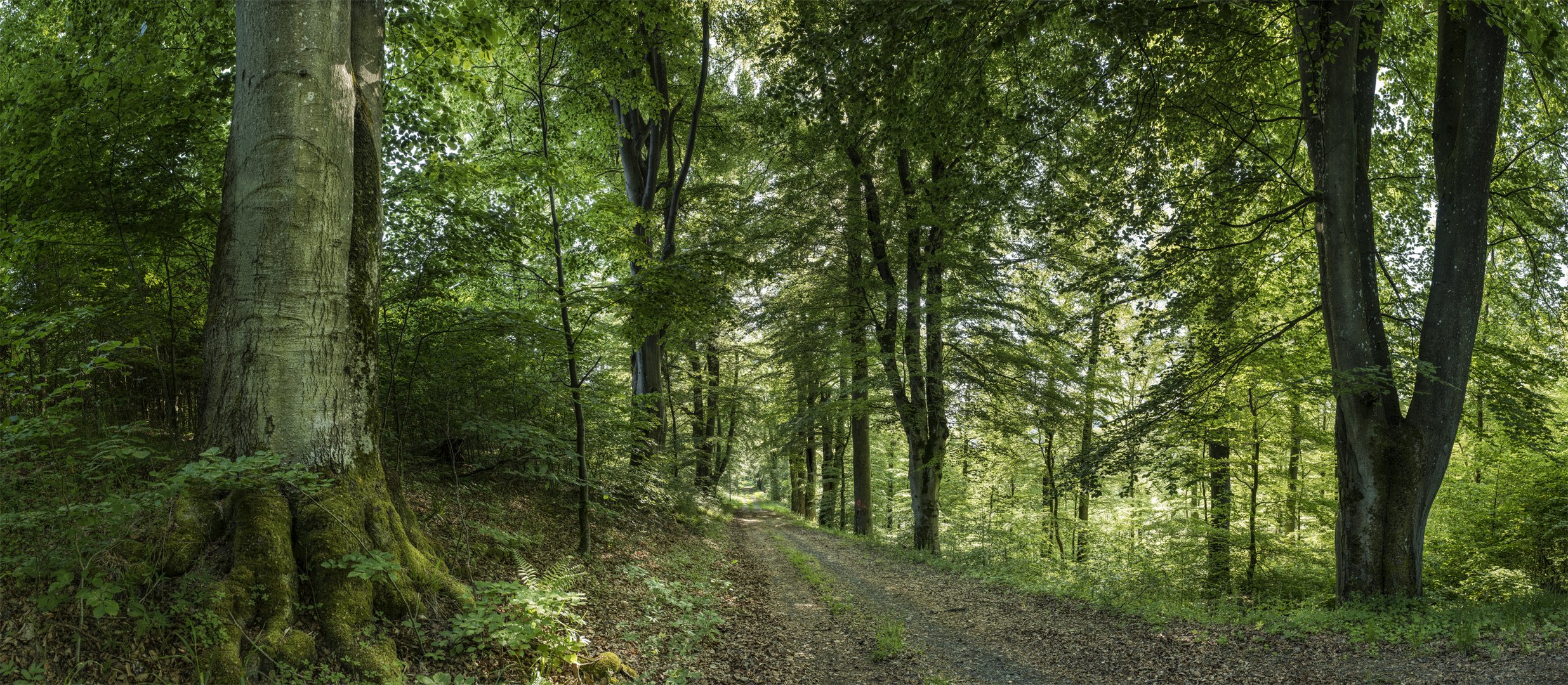 Vergessene Orte: Alte Buchenallee