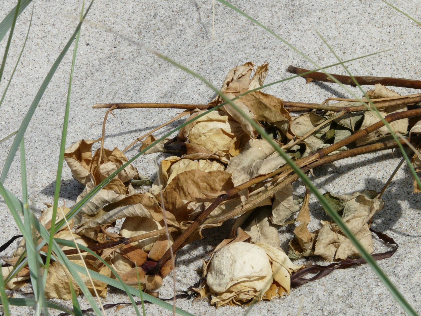 Vergessene Rosen am Meer