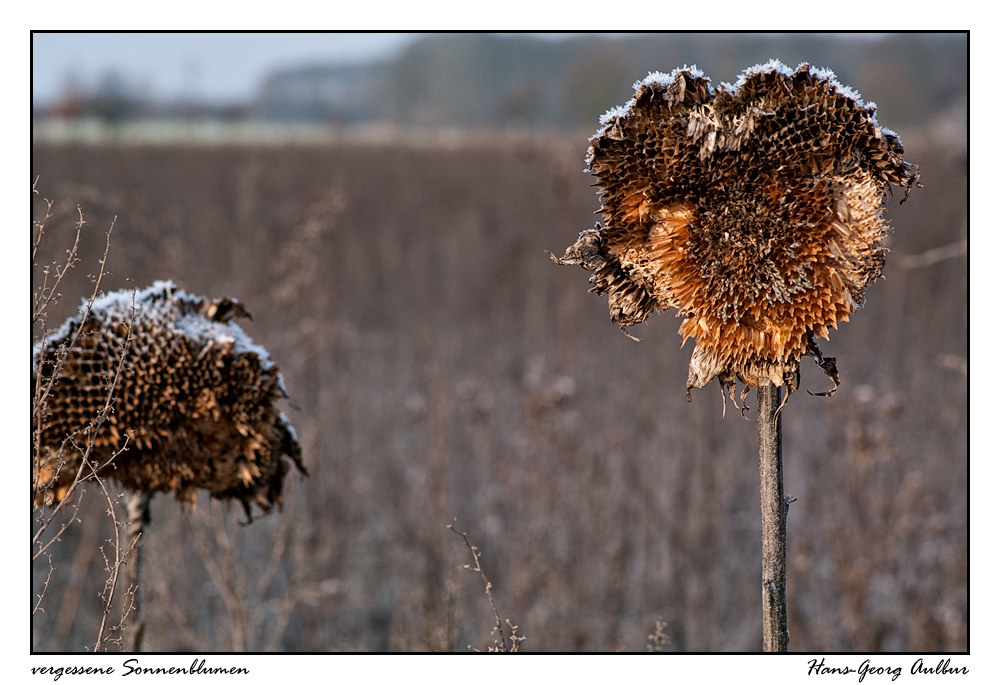 vergessene Sonnenblumen ...