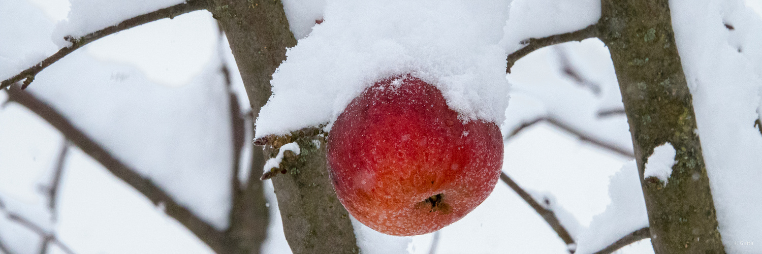 Vergessener Apfel