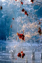 Vergessener Herbst