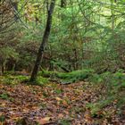 vergessener Waldweg