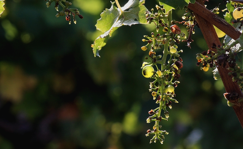 Vergessener Wein