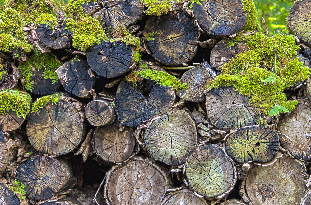 Vergessenes Holz