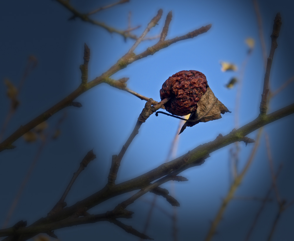 Vergesserner Apfel mit Blatt