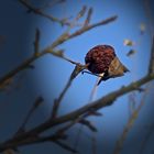 Vergesserner Apfel mit Blatt