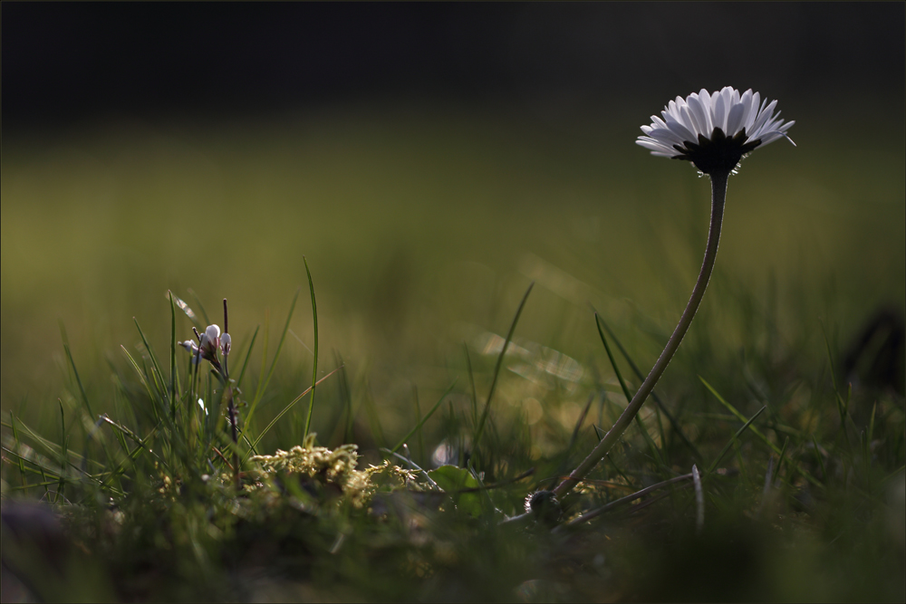 ... vergeßt die Gänseblümchen nicht!