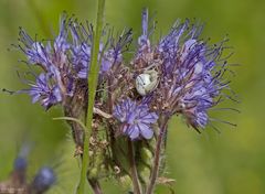 Vergiftetes Mittwochsblümchen 