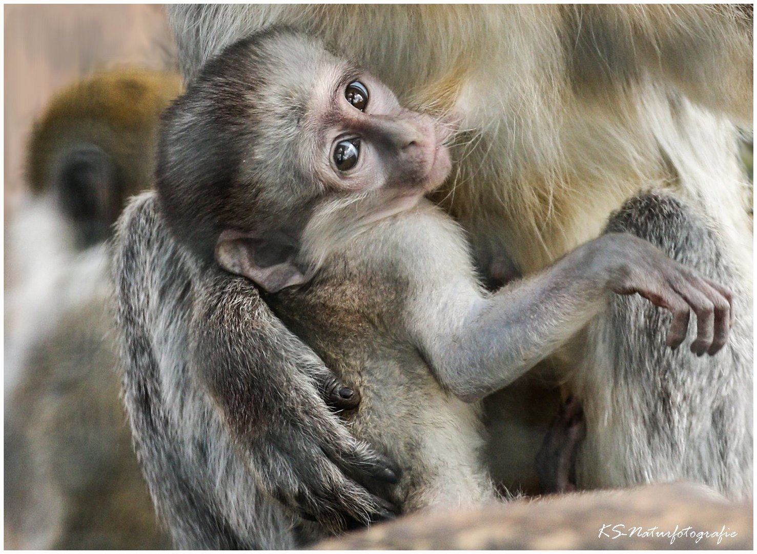 Vergiss es, Baby ... das ist MEINE Mama!!!