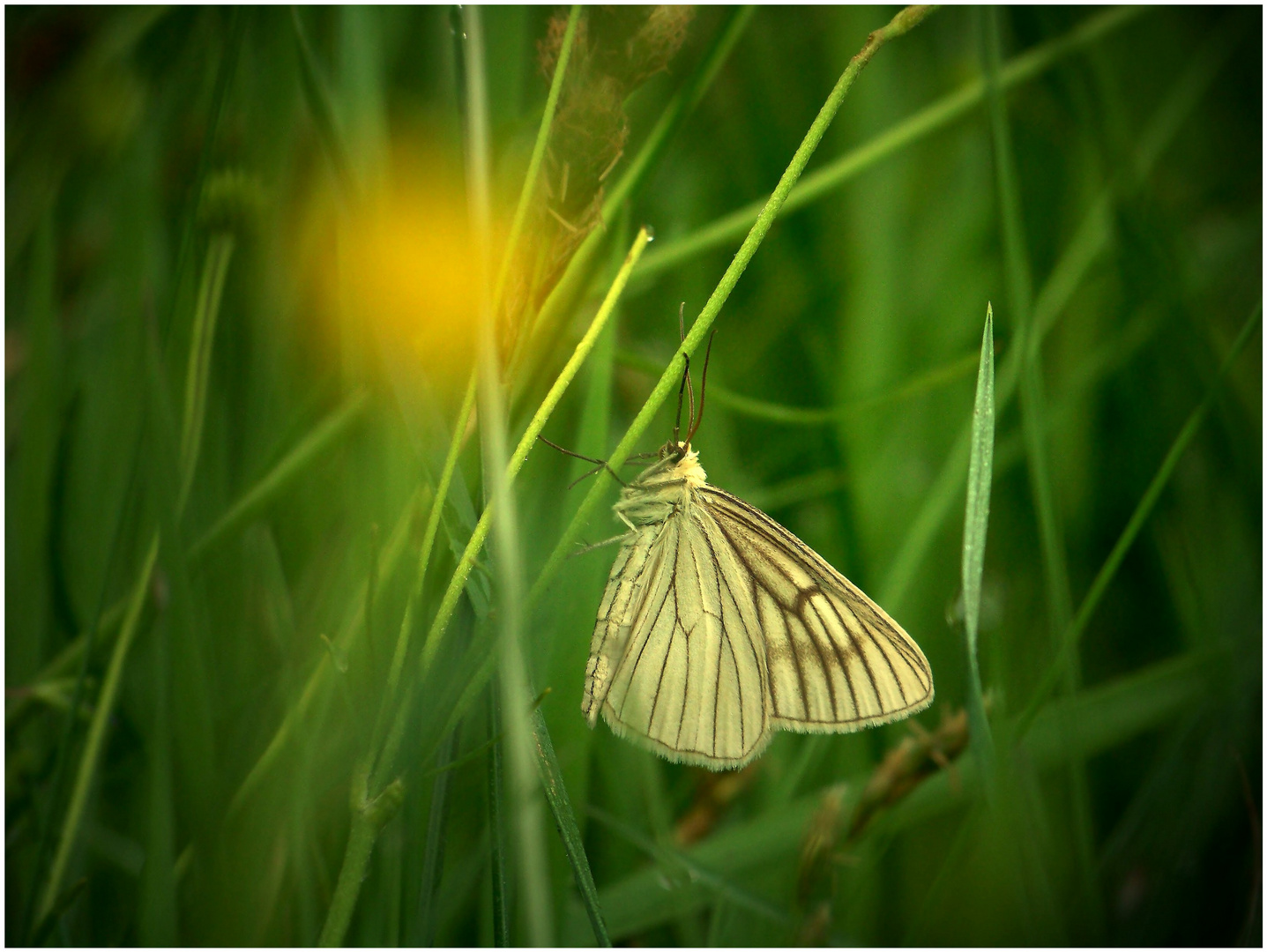 Vergiss mein... Licht...