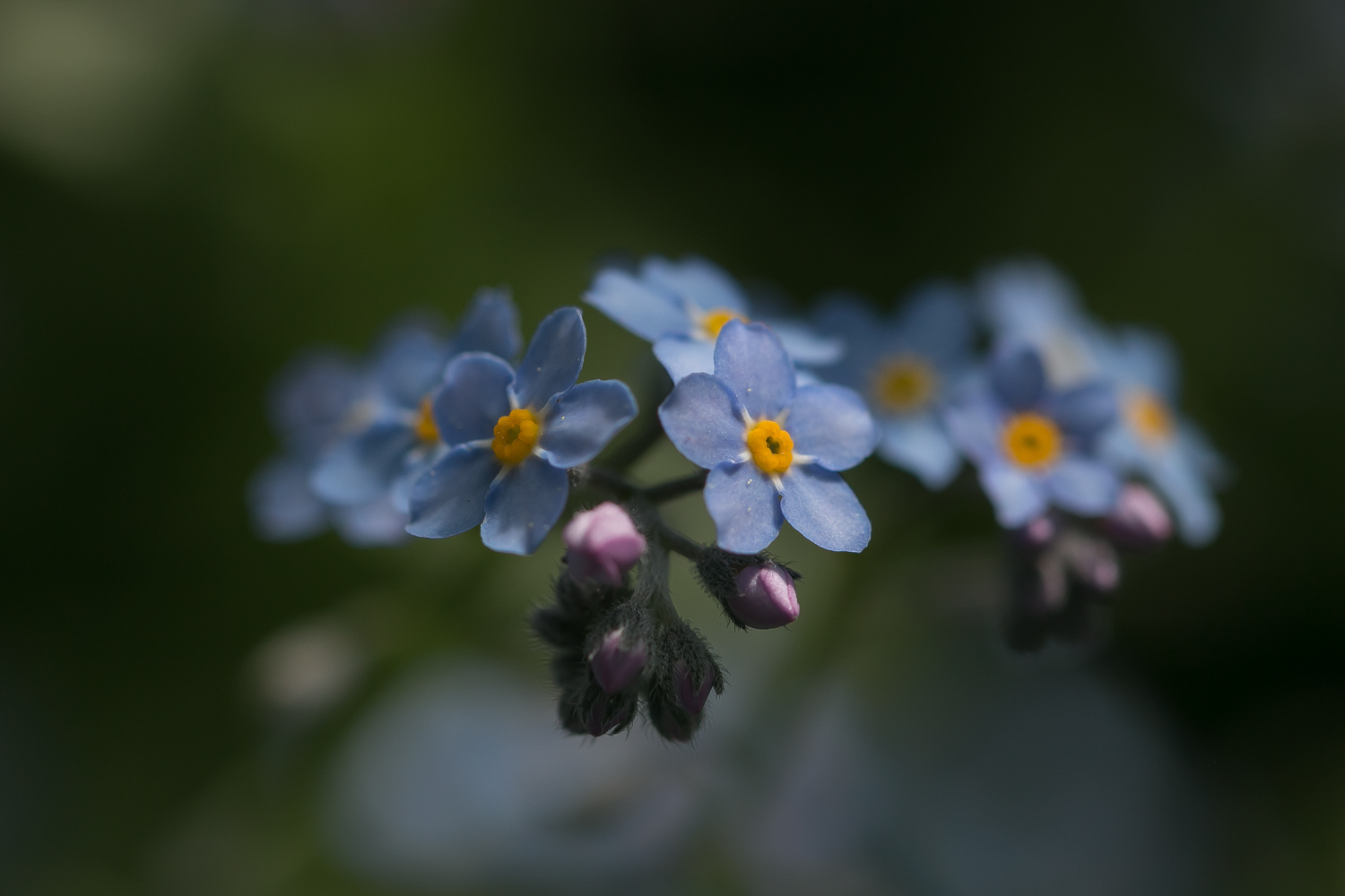 Vergissmeinnicht Foto & Bild jahreszeiten, frühling
