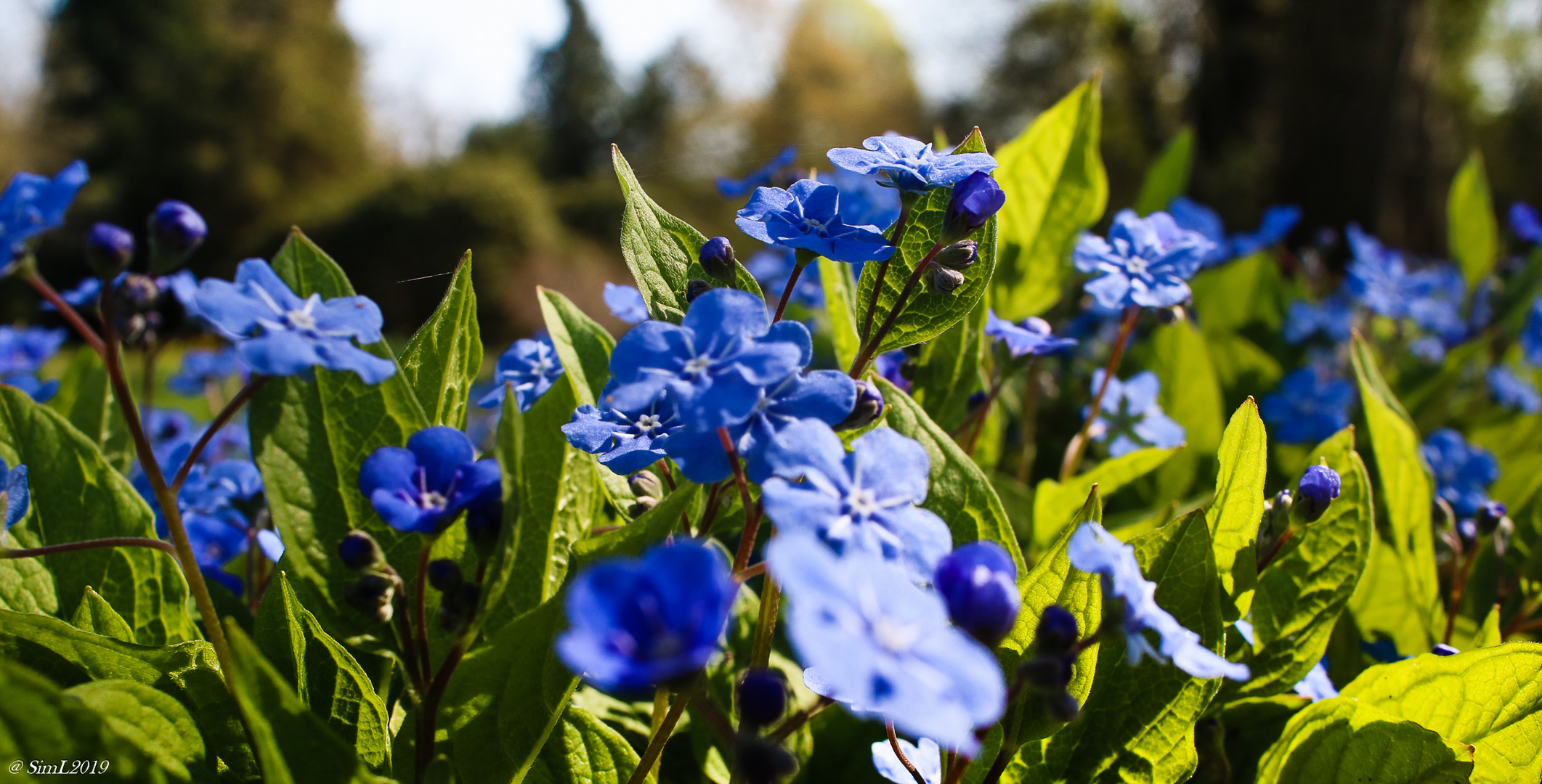 Vergiss mein nicht Foto & Bild frühling, natur, jahreszeiten Bilder auf Vergiss mein nicht Foto & Bild frühling, natur, jahreszeiten Bilder auf