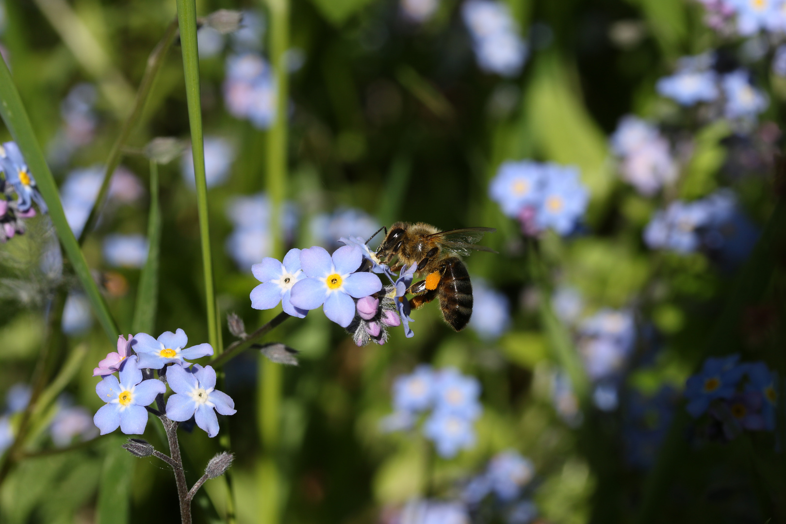 Vergiss-mein-nicht Bienchen