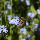 Vergiss-mein-nicht Bienchen