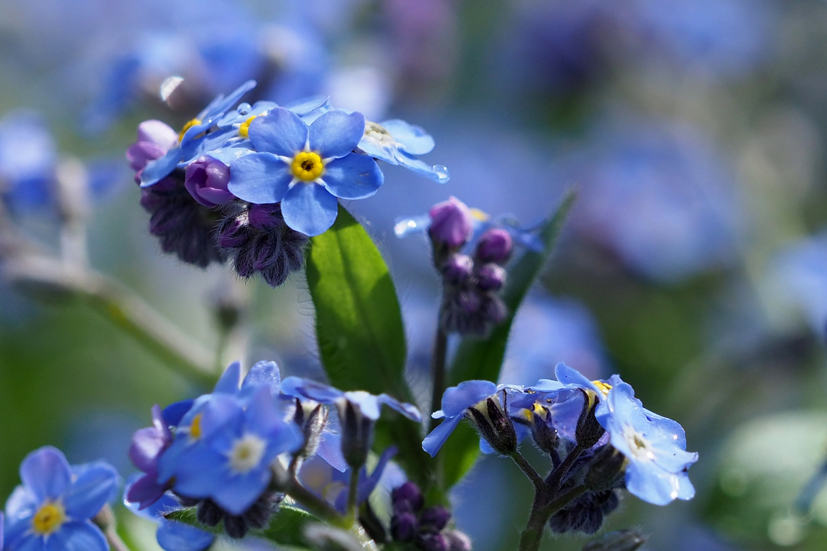 VERGISS MEIN NICHT Foto & Bild blumen, motive, natur Bilder auf VERGISS MEIN NICHT Foto & Bild blumen, motive, natur Bilder auf