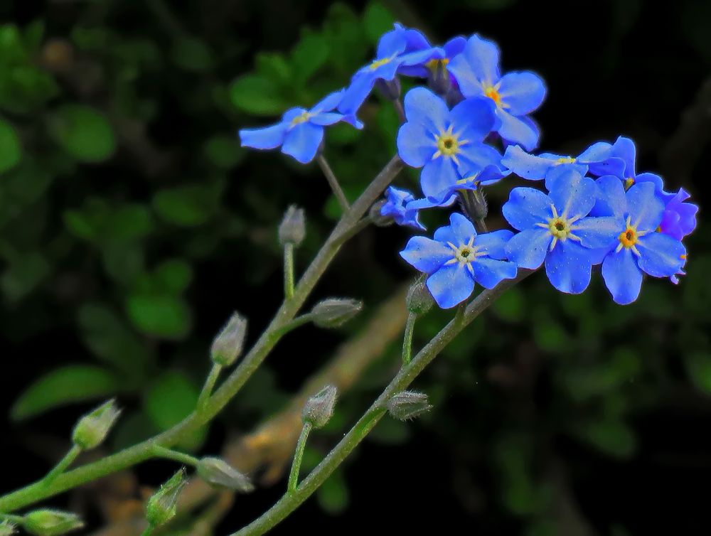 "Vergissmeinnicht" die kleinen, Foto & Bild natur, blüte,