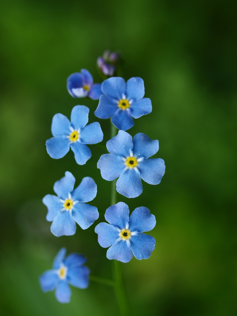 Vergissmeinnicht Foto & Bild pflanzen, pilze & flechten, blüten & kleinpflanzen Vergissmeinnicht Foto & Bild pflanzen, pilze & flechten, blüten & kleinpflanzen