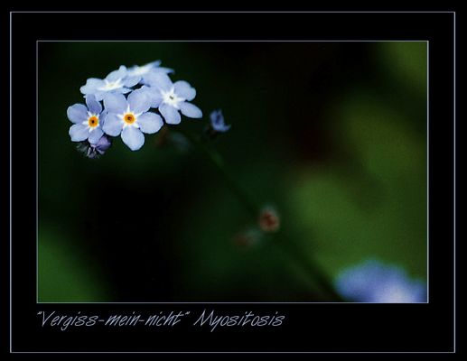 "Vergiss-mein-nicht"