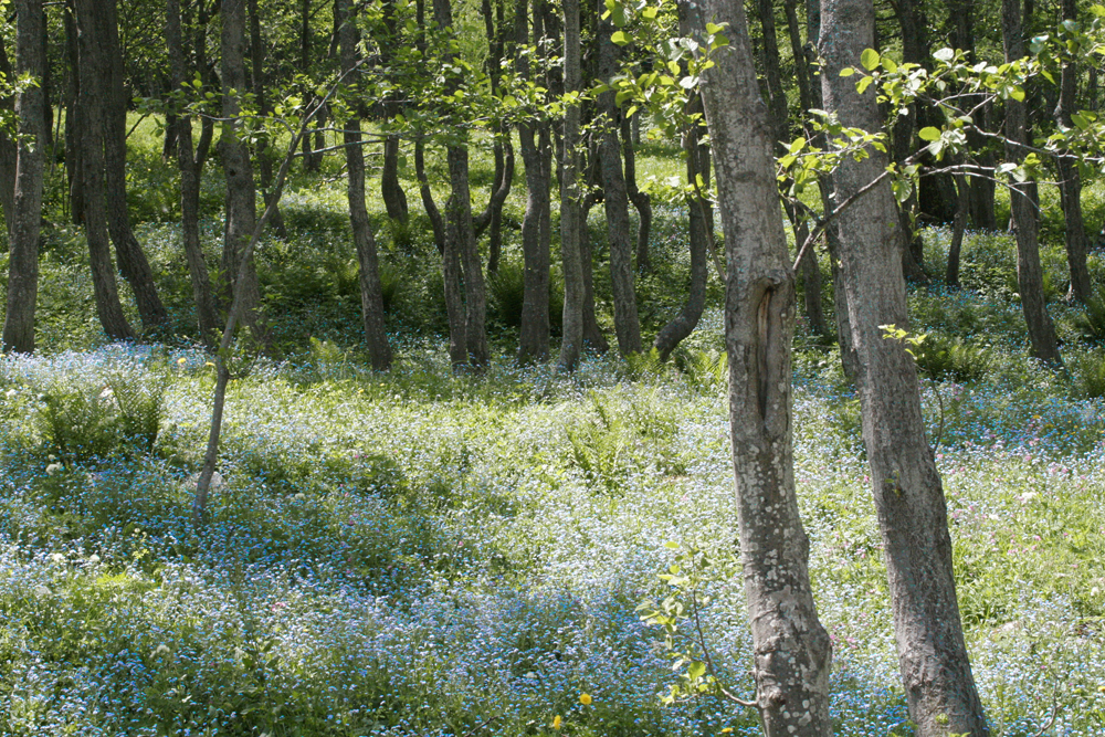 Vergiss-mein-nicht-Wald