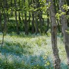 Vergiss-mein-nicht-Wald