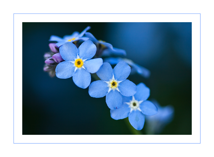 Vergiss mich nicht) Foto & Bild pflanzen, pilze & flechten, blüten