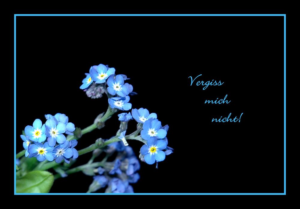 Vergiss mich nicht! Foto & Bild pflanzen, pilze & flechten, blüten