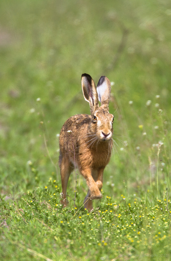 Vergiss Ostern- jetzt ist Pfingsten