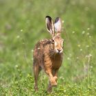 Vergiss Ostern- jetzt ist Pfingsten