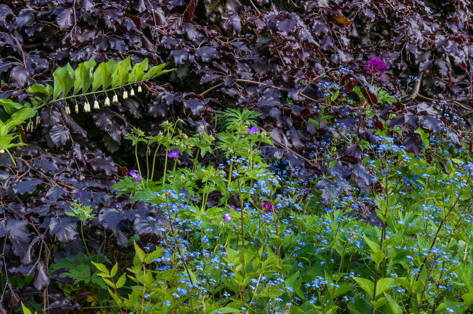 Vergissmeinicht - Berggarten Hannover