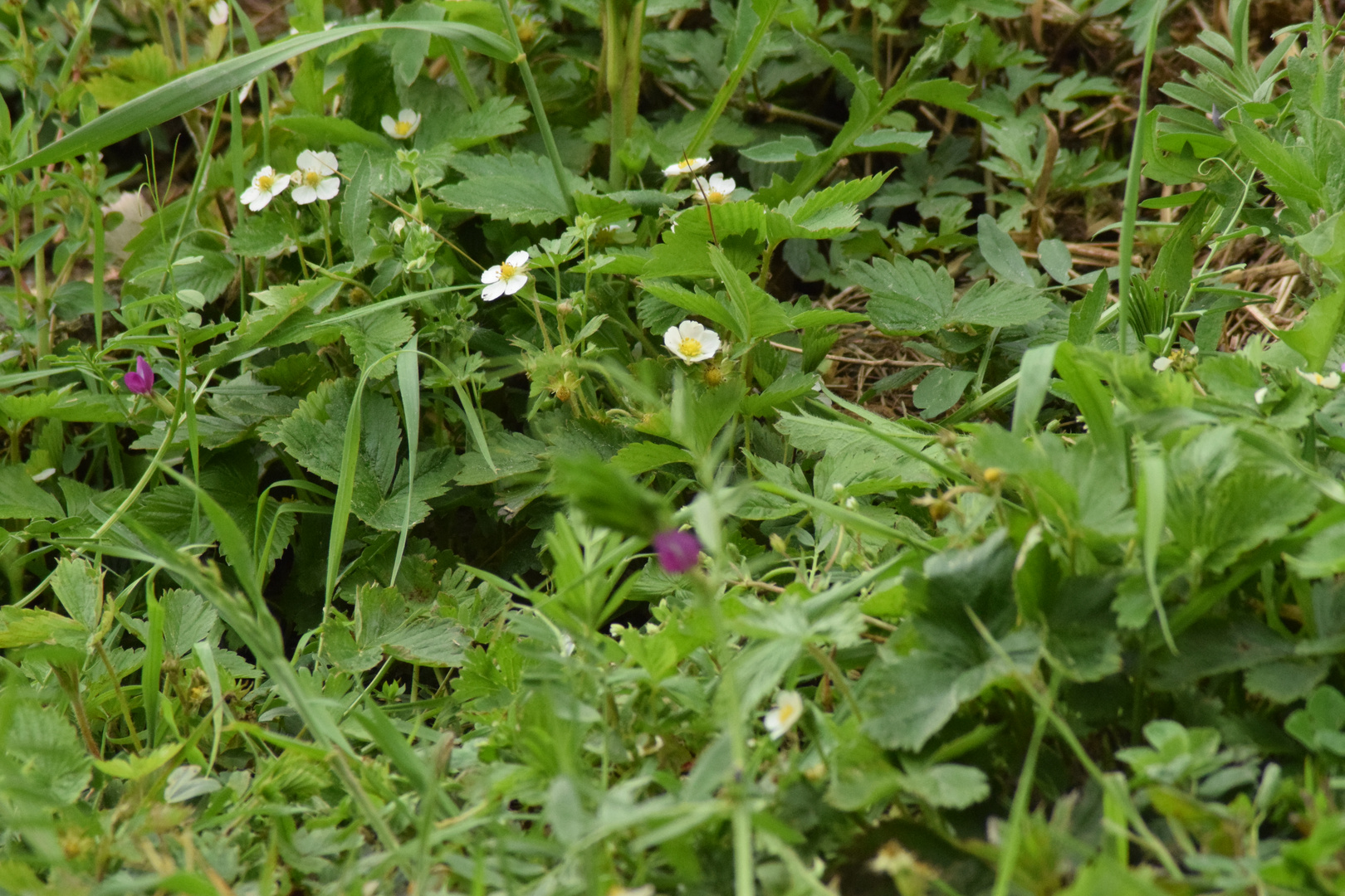 Vergissmeinicht, Frauenmantel, Erdbeerblüte