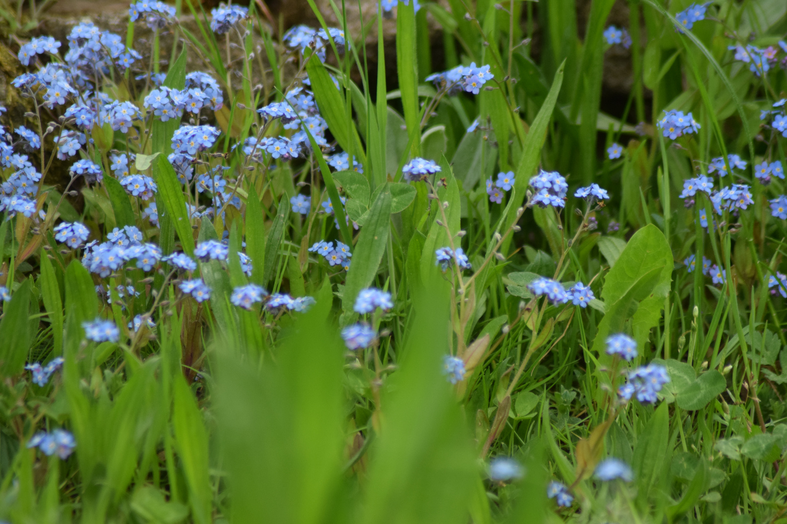 Vergissmeinicht, Frauenmantel, Erdbeerblüte