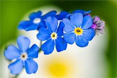 … Vergissmeinnicht an Frühlingsanemone …