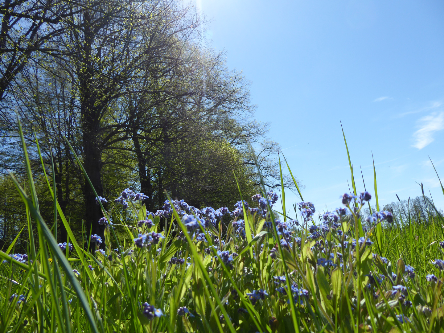 Vergißmeinnicht auf der Wiese