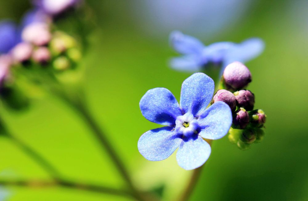 Vergissmeinnicht - Blüte