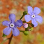 Vergissmeinnicht-Blüten