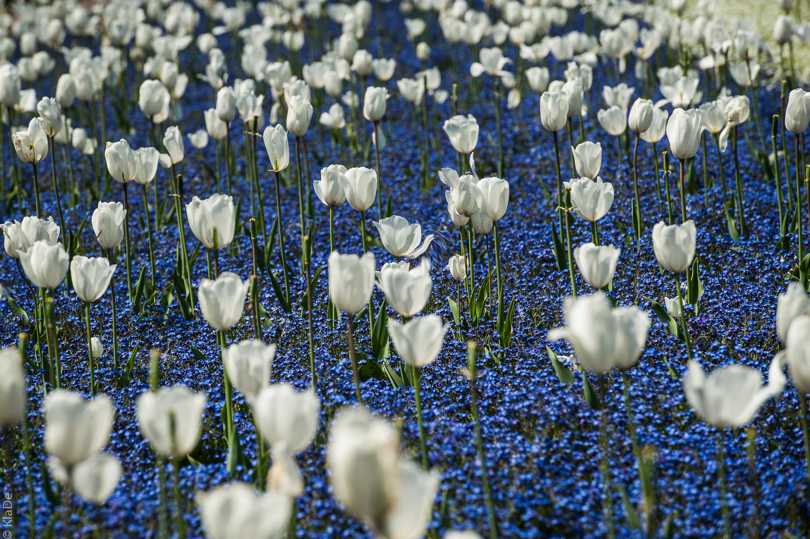 Vergissmeinnicht die Tulpen ;)